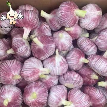 2022 china fresh garlic 5.0 cm normal white garlic natural garlic