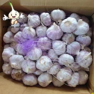 2022 New Crop China 6.0 cm Fresh Normal White Garlic