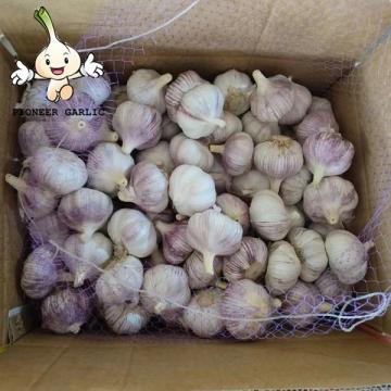 2022 New Crop China Fresh Normal White Garlic Wholesale Price