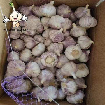 Chinese normal red garlic and white garlic  2022 fresh garlic wholesale