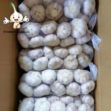 SHANDONG SELECTED BEST STANDARD SIZE RANG FRESH CHINA GARLIC IN 10KG CARTON BOX