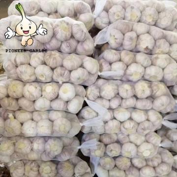 2022 new crop Chinese fresh garlic in bulk normal white purple garlic manufacturers for wholesale