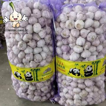 Chinese normal garlic for sale white fresh garlic price jinxiang garlic