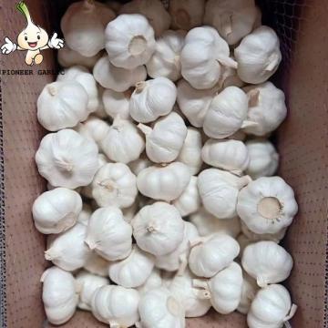 5.5 cm Factory Pure White Fresh Garlic from China