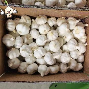 2022 5.5 cm pure white garlic fresh garlic from China natural garlic