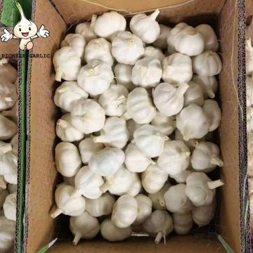 China 2022 New Crop Garlic 10kg  mesh bag Pure White Garlic