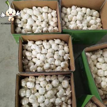 2022 5.5 cm pure white garlic fresh garlic from China natural garlic