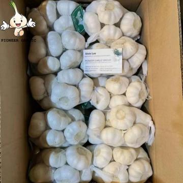 2022 china 5.0cm now fresh garlic Pure White Garlic