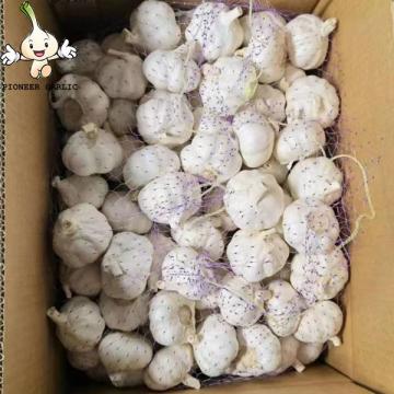 2022 China now fresh garlic 3p 4p 5p 6p 7p Pure White Garlic