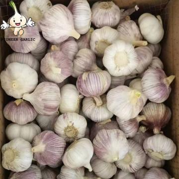 2022 New Crop China Fresh Normal White Garlic Wholesale Price