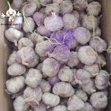 2022 New Crop China 6.0 cm Fresh Normal White Garlic