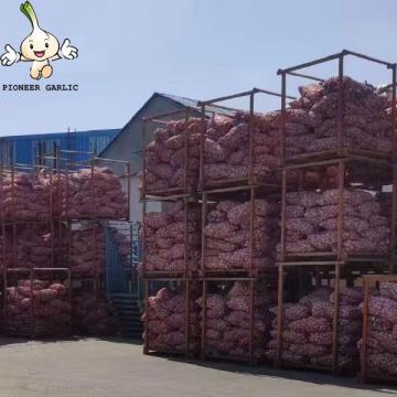 2022 Jin Xiang China New Crop Pure White Fresh Garlic in 10kg mesh bag Packing