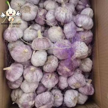 Chinese normal red garlic and white garlic  2022 fresh garlic wholesale