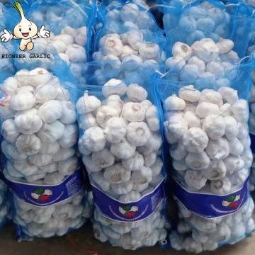 Jin Xiang Chinese Normal White Fresh Garlic in 10kg mesh bag Packing