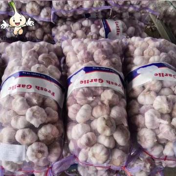 Jin Xiang China Normal White Fresh Garlic in 10kg mesh bag Packing