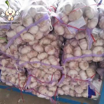 Jin Xiang China Normal White Fresh Garlic in 10kg mesh bag Packing