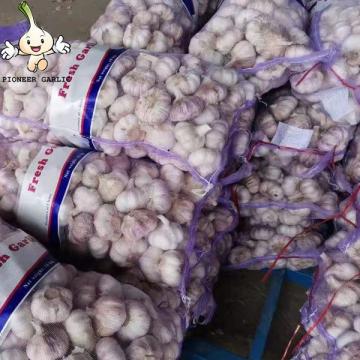 Jin Xiang China Normal White Fresh Garlic in 10kg mesh bag Packing