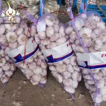 Jin Xiang China Normal White Fresh Garlic in 10kg mesh bag Packing