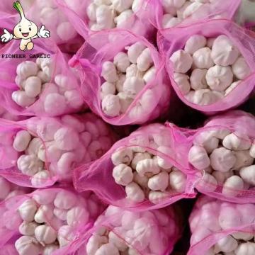 China Shandong Factory New Crop Fresh Garlic 10kg mesh bag