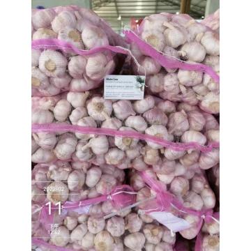 2022 new crop normal white garlic red garlic in 10kg mesh bag