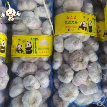 Fresh Vegetables Normal White Garlic Available Fresh 20kg mesh bag