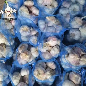 2022 China fresh garlic 5-6 cm normal white garlic wholesale natural garlic