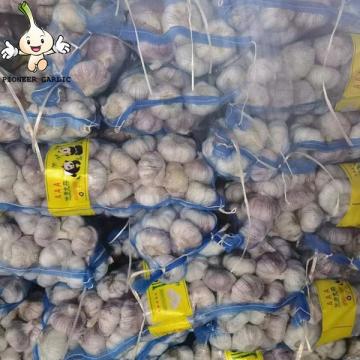 2022Chinese fresh garlic in cold storage of garlic export pure white normal white garlic