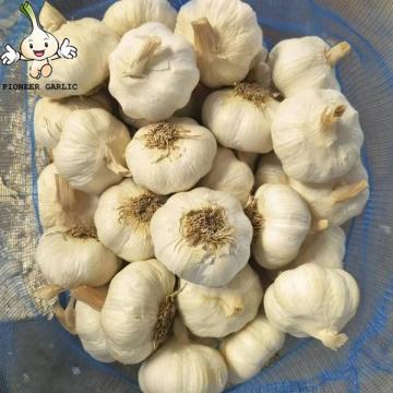 Garlic 2022 New Crop garlic seeds Garlic with root 10kg mesh bag Wholesale Supplier