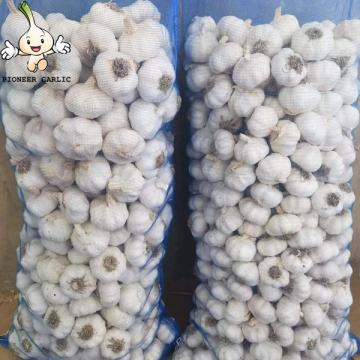 2022 new crop Fresh garlic seeds 10kg mesh bag Garlic with root