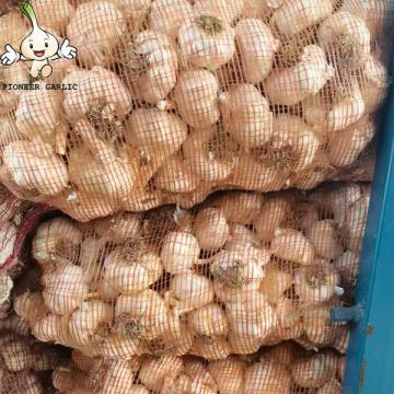 Garlic New Crop garlic seeds Garlic with root 10kg mesh bag Export From China