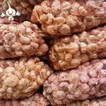 Garlic New Crop garlic seeds Garlic with root 10kg mesh bag Export From China