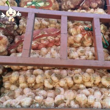 2022 new crop Fresh garlic seeds 10kg mesh bag Garlic with root