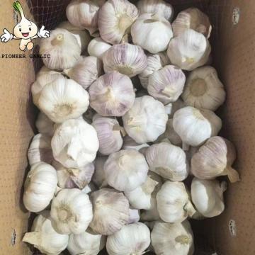 Garlic China Fresh Pure White Garlic New Crop 10kg carton Pure White Garlic