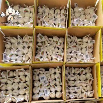 Fresh Garlic Price With Best Quality bag carton high quality