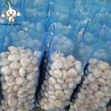 Jin Xiang Chinese Normal White Fresh Garlic in 10kg mesh bag Packing