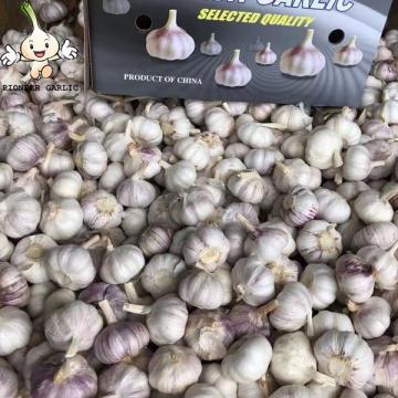 New Crop with High Quality Organic Fresh garlic Chinese new crop 2022 high quality wholesale garlic