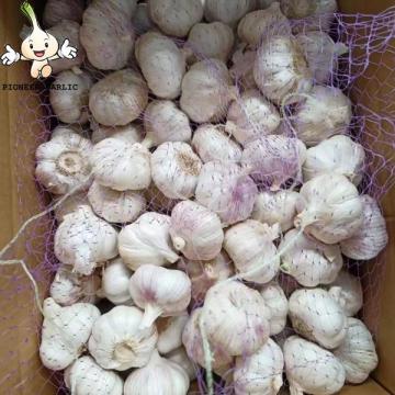 SHANDONG SELECTED BEST STANDARD SIZE RANG FRESH CHINA GARLIC IN 10KG CARTON BOX