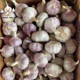 Fresh Garlic Garlic fresh 2022 Best Price Superior Quality Sell Wholesale Pure Natural White Fresh Garlic