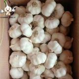 China white garlic seeds price for sale market price 10kg carton Garlic with root