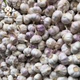 Naturally grown fresh purple skin garlic is preferably spicy rich and flavorful