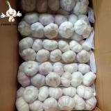 Good quality Garlic organically grown without any chemical natural and pure fresh garlic