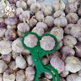 Wholesale 2022 new fresh garlic supplier normal white garlic