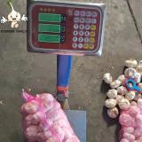 Factory Competitive Price Fresh Garlic In Bulk Cheap Price Of Garlic