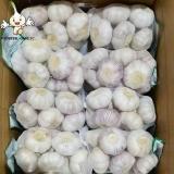 2022 new crop Chinese fresh garlic in bulk normal white purple garlic manufacturers for wholesale