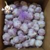 SHANDONG SELECTED BEST STANDARD SIZE RANG FRESH CHINA GARLIC IN 10KG CARTON BOX