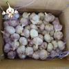 2022 New Crop China 6.0 cm Fresh Normal White Garlic