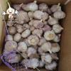 2022 New Crop China Fresh Normal White Garlic Wholesale Price