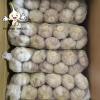 2022 New Crop China Fresh Normal White Garlic Wholesale Price