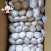 Chinese normal red garlic and white garlic  2022 fresh garlic wholesale