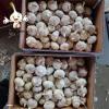 2022 New Crop China Fresh White Garlic Chinese Distributor Garlic Wholesale Price